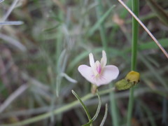 Astragalus corniculatus