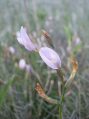 Astragalus corniculatus