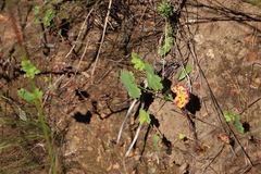 Pelargonium patulum patulum