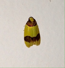 Heterallactis euchrysa