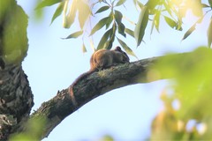 Tamiops maritimus hainanus