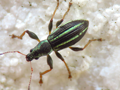 Polydrusus pulchellus