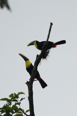 Ramphastos brevis