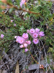 Verticordia pennigera