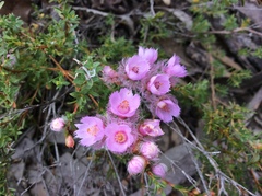 Verticordia pennigera