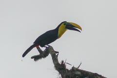 Ramphastos brevis