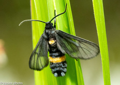 Psichotoe duvaucelii