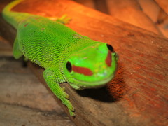 Phelsuma