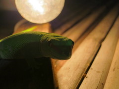 Phelsuma