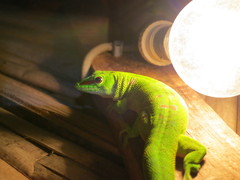 Phelsuma