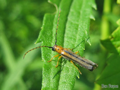 Oberea tripunctata