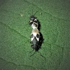 Oxycarenus luctuosus