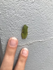 Hyla cinerea