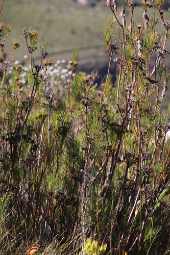 Image of Aulax pallasia by (c) Tony Rebelo, some rights reserved (CC BY-SA)