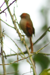 Cranioleuca erythrops