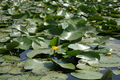 Nuphar lutea