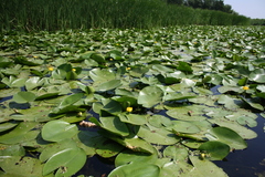 Nuphar lutea