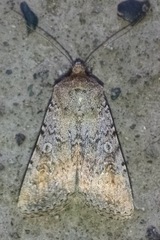 Noctuidae