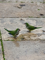 Myiopsitta monachus