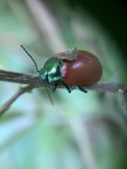 Chrysolina grossa