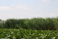 Phragmites australis