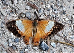 Charaxes bernardus