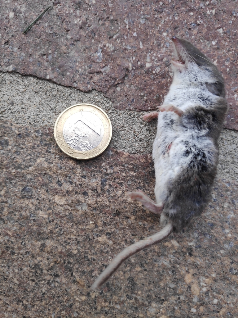 Bicolored Shrew