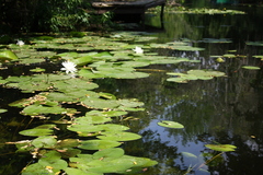 Nymphaea alba