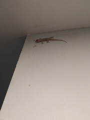 Hemidactylus frenatus