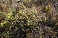 Penaea mucronata