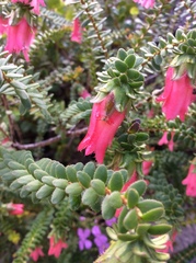 Darwinia