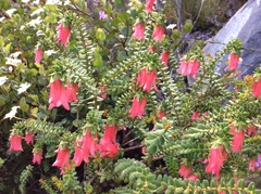 Darwinia