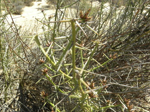 Image of Spiny Spikedaisy by (c) Jacklyn Farmer, some rights reserved (CC BY-SA)