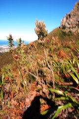 Erica triflora