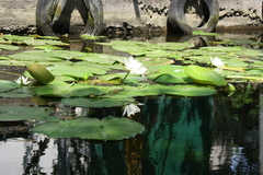 Nymphaea alba