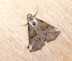 Zebeeba falsalis