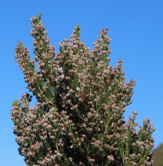 Erica triflora