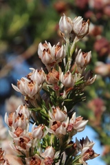 Erica triflora