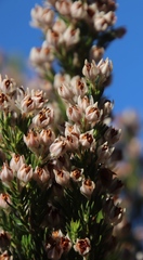 Erica triflora