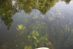 Vallisneria spiralis