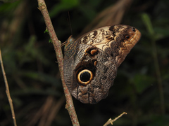 Caligo telamonius memnon