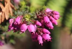 Erica racemosa