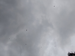 Milvus migrans formosanus