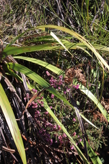Erica racemosa