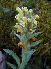 Pedicularis tristis