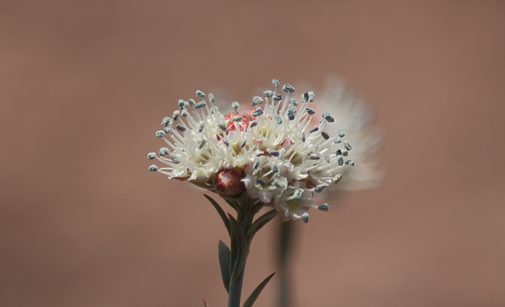 Malesherbia fasciculata
