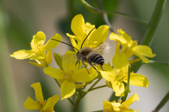 Eucera spurcatipes