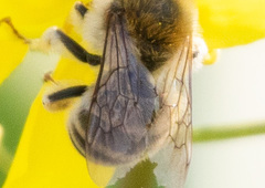 Eucera spurcatipes