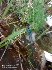 Pseudagrion malabaricum