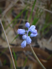 Muscari parviflorum